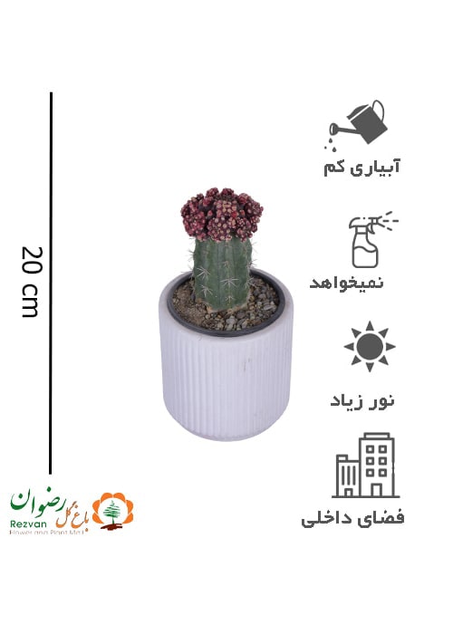 کاکتوس پیوندی