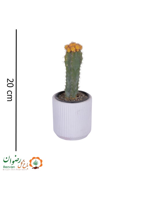 کاکتوس پیوندی ژمینو زرد