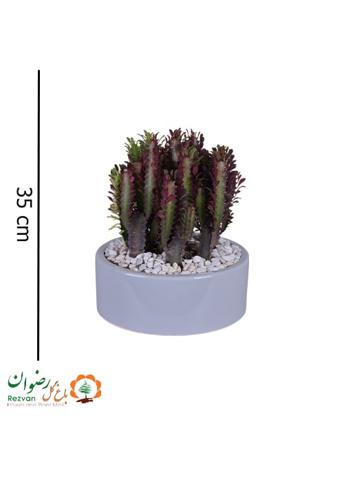 بنسای افوربیا تریگونا