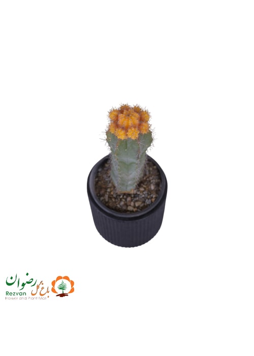 کاکتوس پیوندی ژمینو زرد