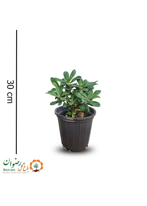 گیاه پیتسپروم ( میخک ژاپنی ) سطل 3