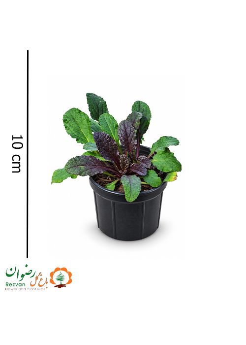 آجوکا گلدان 10